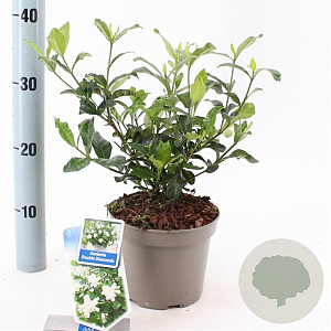 Gardenia jasm. Double Diamonds 25-30 cm 2,0L