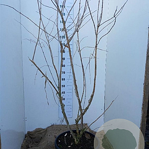 Heptacodium miconioides 150-175 cm 45L solitair