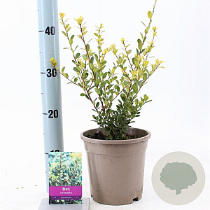Ilex crenata 'Green Hedge' 20-25 cm 2,0L