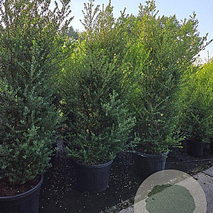 Ilex crenata 'Green Hedge' 200-225 cm cont. 90L