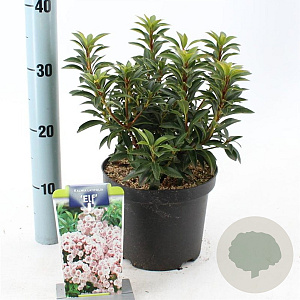 Kalmia lat. 'Elf' 25-30 cm 3,0L