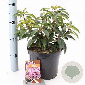 Kalmia lat. 'Moyland' 25-30 cm 4,0L
