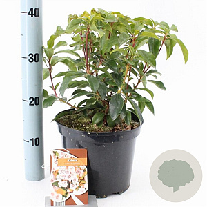 Kalmia lat. 'Peppermint' 25-30 cm 4,0L