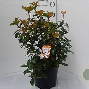 Kalmia lat. 'Peppermint' 25-30 cm 4,0L