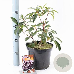Kalmia lat. 'Schokra' 25-30 cm 4,0L
