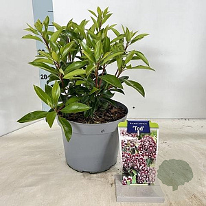 Kalmia lat. 'Tad' 25-30 cm 4,0L