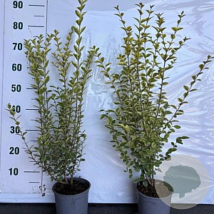 Ligustrum oval. 'Aureum' 30-40 cm 2,0L