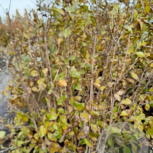 Magnolia l. 'Nigra' 175-200 cm met kluit solitair