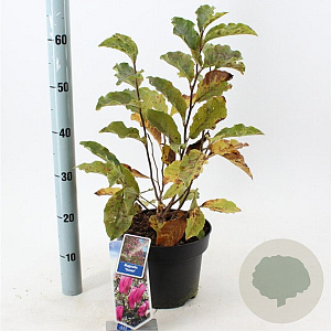 Magnolia 'Susan' 40-50 cm 5,0L