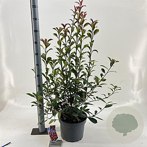 Photinia fraseri Carré Rouge 40-60 cm 10L