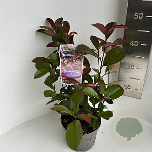 Photinia fraseri 'Red Robin' 30-40 cm P17