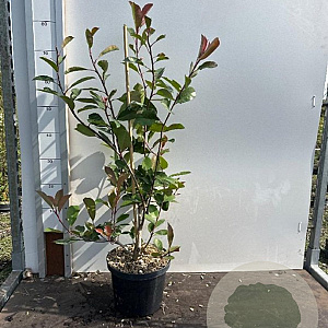 Photinia fraseri 'Red Robin' 60-80 cm 5,0L