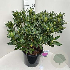 Rhododendron ponticum 60-80 cm 20L