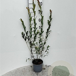 Salix purpurea 60-80 cm 2,0L