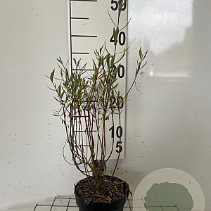 Salix purpurea 'Nana' 30-40 cm C1.3