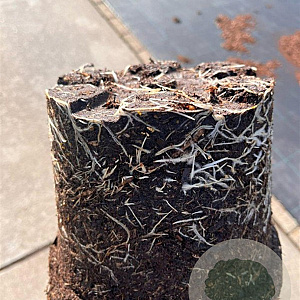 Sambucus nigra 50-60 cm 5,0L