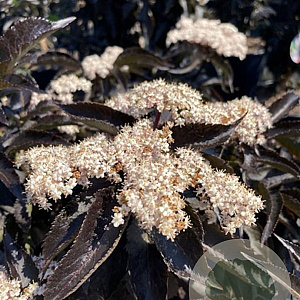 Sambucus nigra Black Tower 175-200 cm 45L solitair