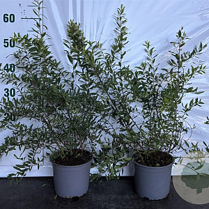 Spiraea arguta 40-60 cm 2,0L