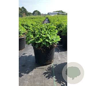 Spiraea jap. 'Little Princess' 20-25 cm C1.5