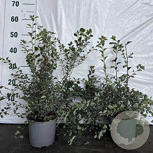 Spiraea vanhouttei 30-50 cm 2,0L