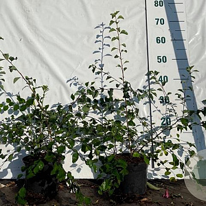 Spiraea vanhouttei 30-50 cm 2,0L