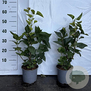 Syringa vulgaris 40-60 cm 2,0L