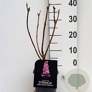 Syringa v. 'Katherine Havemeyer' 30-40 cm 2,0L