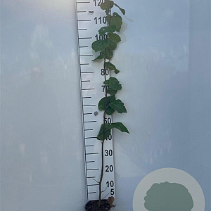 Tilia cordata 80-100 cm 2,0L