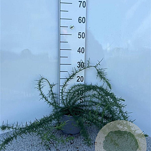 Ulex europaeus 40-50 cm 2,0L