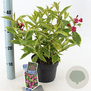 Weigela florida 'Brigela' 20-25 cm 2,0L