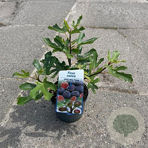 Ficus car. Little Miss Figgy 30-40 cm 2,0L