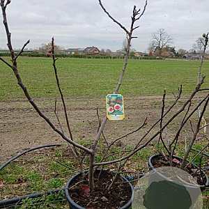 Ficus car. Little Miss Figgy 125-150 cm 35L solitair