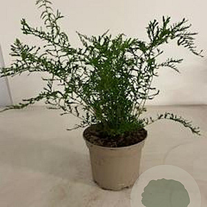 Dryopteris f.-m. 'Lin. Polydactyla' GM 2,0L