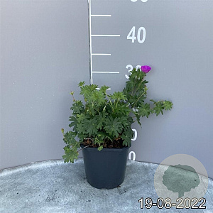 Geranium sanguineum GM 2,0L