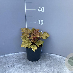 Heuchera 'Marmalade' GM 2,0L