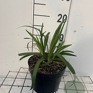 Liriope muscari 'Monroe White' GM 2,0L