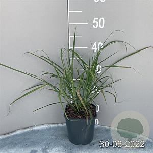 Miscanthus sinensis GM 2,0L