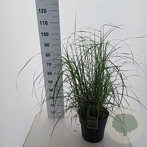 Miscanthus sin. 'Herman Mussel' 70-90 cm 12L