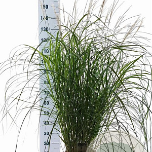 Miscanthus sin. 'Herman Mussel' 70-90 cm 12L