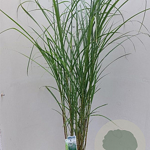 Miscanthus sin. 'Herman Mussel' 70-90 cm 12L