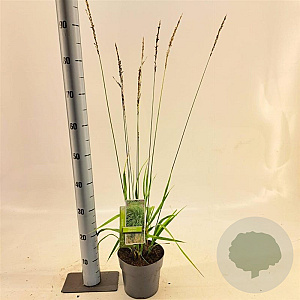 Molinia arund. 'Skyracer' 40-70 cm 2,0L