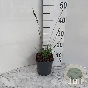 Molinia caerulea 'Edith Dudszus' GM 2,0L