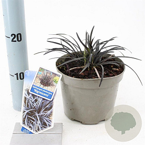 Ophiopogon plan. 'Niger' 20-25 cm 2,0L