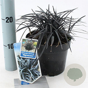 Ophiopogon plan. 'Niger' 20-25 cm 2,0L