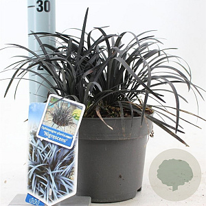 Ophiopogon plan. 'Niger' 20-25 cm 2,0L