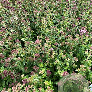 Origanum vulgare GM 2,0L