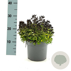 Origanum vulg. 'Compactum' GM 2,0L