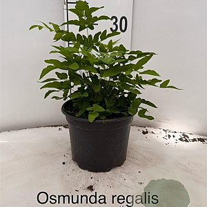 Osmunda regalis 25-30 cm 2,0L