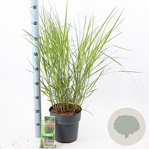 Panicum virgatum 'Squaw' 60-90 cm 6,5L