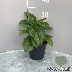 Rudbeckia f. 'Goldsturm' GM 2,0L